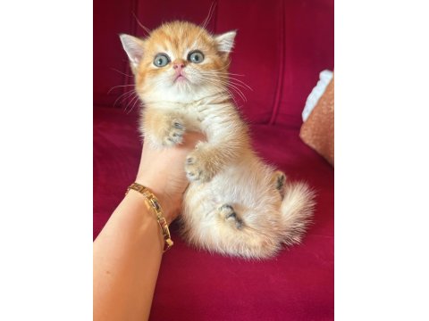 Safkan British Shorthair Golden Bebekler
