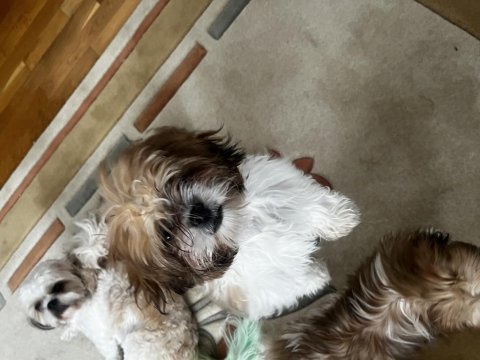 5.5 Aylık Shih-Tzu (Şitsu)