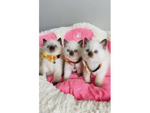 Nadir Bulunan Maviş Chocolatte Point British Shorthair