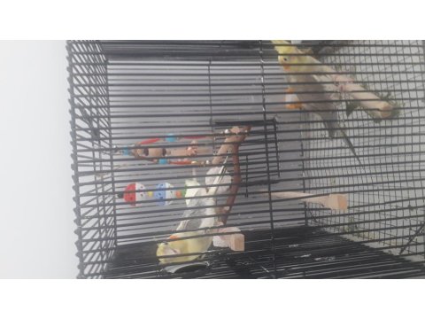 2 Adet Sultan Papağanı