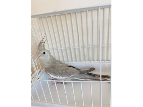 3 Aylık Yavru Sultan Papağanı