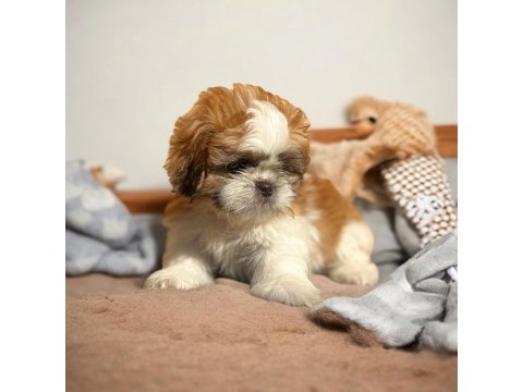Show Kalite Shih Tzu Yavrularımız