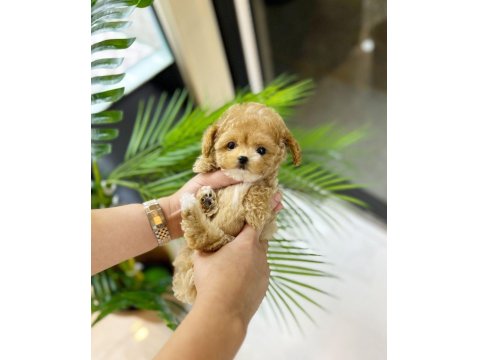 Vecihiden Irk Ve Sağlık Garantili Mini Maltipoo Bebekler