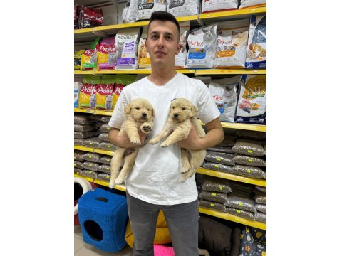 Golden Retriever Adrese Teslim Ve Kapıda Ödeme Mevcut