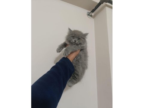 British Shorthair Ve Longhair Bebekler