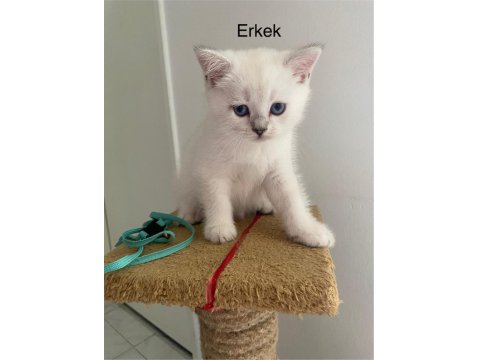 British Shorthair Yavruları
