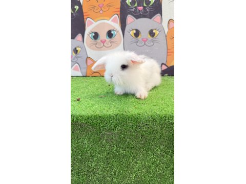 Hollanda Teddy Lop Tavşanı Gönderim Yapılır