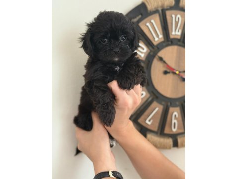 Tüy Derdi Olmayan Nadir Irk Maltipoo Yavrular