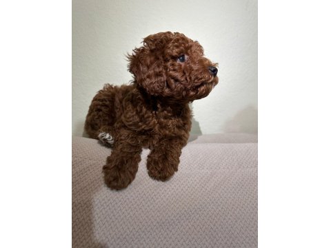 Red Brown Toy Poodle Yakışıklı Erkek