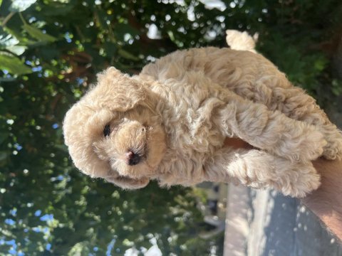 Güzel Maltipoo Yavrularım