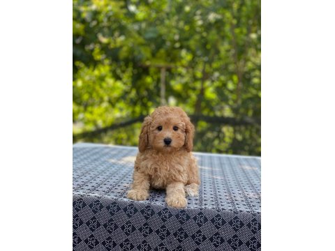 En Microsu A Kalite Maltipoo