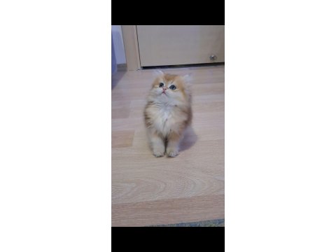 British Longhair Golden Dişi Yavru
