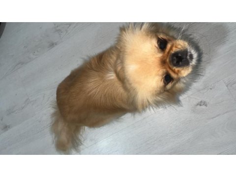Pekinez Köpeğimiz 9 Aylık
