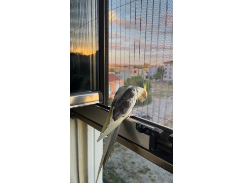 1 Yaşında Evcil Sultan Papağanı