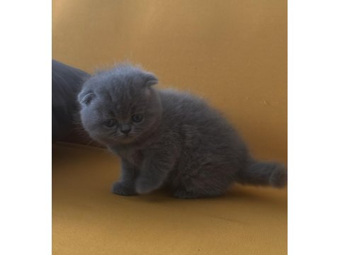 Top Kafa Scottish Fold Minikler