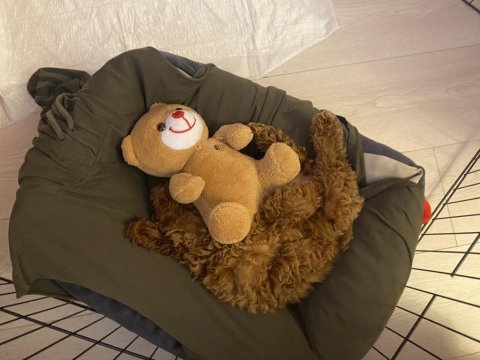 Teacup Sevimli Poodle 4 Aylık