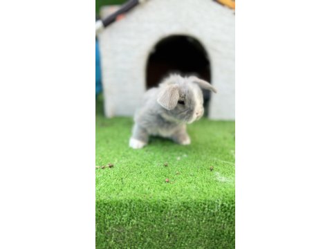 Hollanda Teddy Lop Tavşanı Yavrular