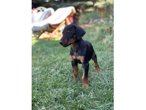 Orjinal Doberman Yavruları