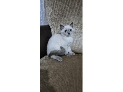 Safkan Yavru Kedimiz Yeni Yuvasını Arıyor