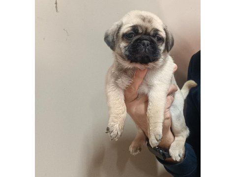 Pug Yavrularımız