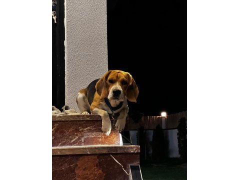 2 Yaşında Safkan Beagle