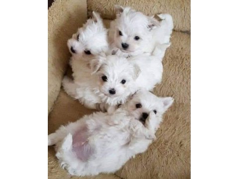 Maltese Terrier Ultra Mini Yavrularımız