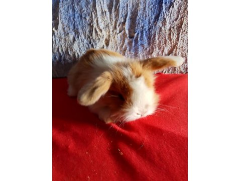 Teddy Lop Tavşan Yavrular Mavi Göz