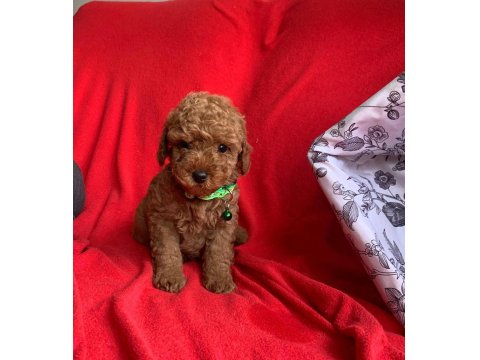 Safkan Ve Pasaportlu Toy Poodle Yavruları