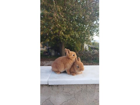 Orjinal Cüce Tavşan Yavruları