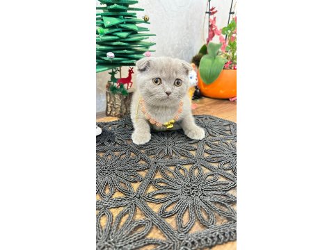 Safkan Scottish Yavrular Teslime Hazır