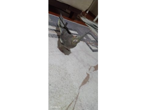 Akıllı Sultan Papağanı Paşa Elde Beslenmiş