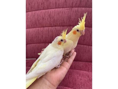 Ele Alışkın Yavru Sultan Papağanı