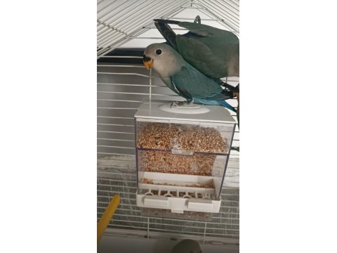 2.5 Aylik Sevda Papağanı