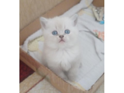 Mavi Boncuk Kediler
