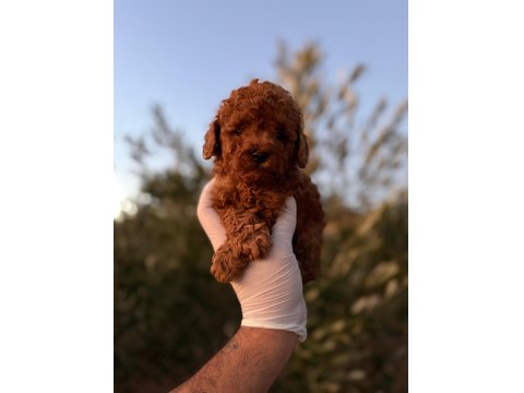 Kore Kuyruksuz Erkek Toy Poodle Gerçek Kalite İsteyene