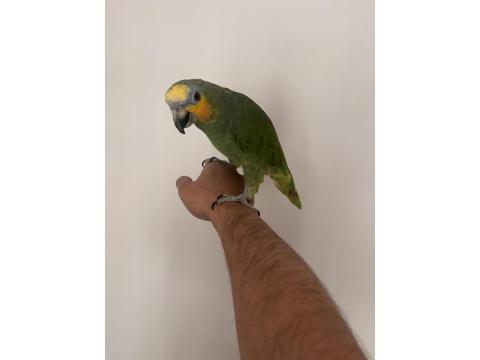 Üç Yaşında Amazon Papağanı Full Evcil Kanat Ayarlı