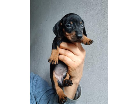 Sağlıklı Dachshund Yavrular