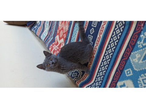 British Shorthair Çok Uysal