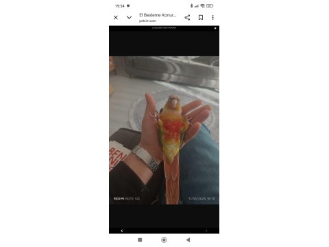 1.5 Yaşında El Besleme Konur