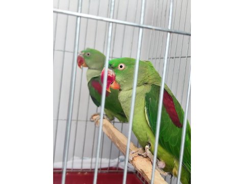 Erkek Ve Dişi Alexander Papağanı (İskender Papağanı)