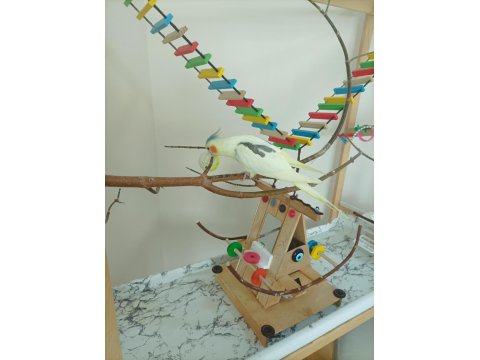 Full Evcil Erkek Sultan Papağanı