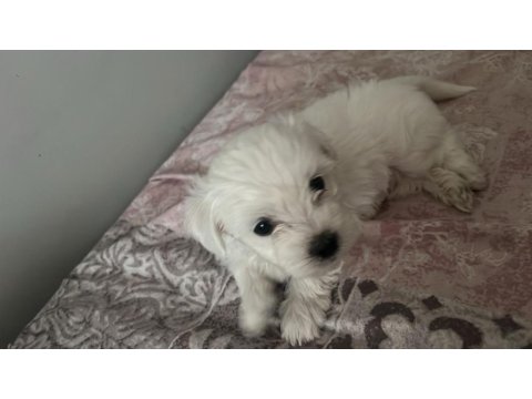 Terrier Maltese Yavrusu Eğlenceli Ve Çok Akıllı