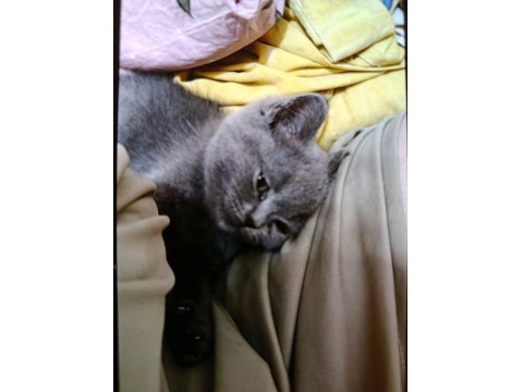 Kedimi Sahiplendiriyorum