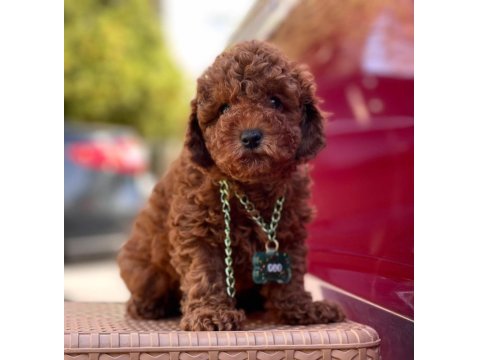 Safkan Toy Poodle Köpeklerimiz
