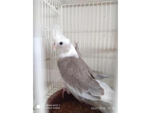 Yeni Yeme Düşmüş Yavru Sultan Papağanları