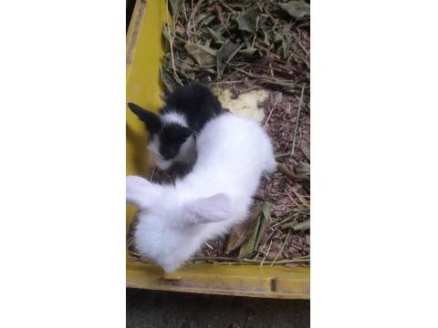Hollanda Lop Tavşan Yavrusu
