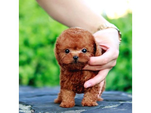 Toy Poodle Bebeklerim