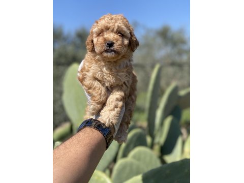 Sağlık Ve Irk Garantili Poodle Yavrularımız