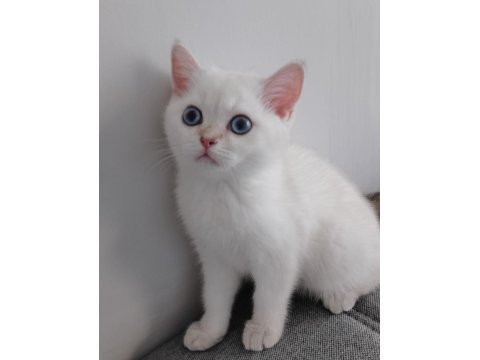4 Aylık Blue Point British Shorthair