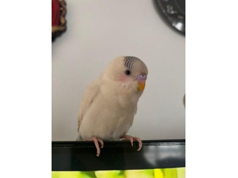 3 Aylık Erkek Muhabbet Kuşu